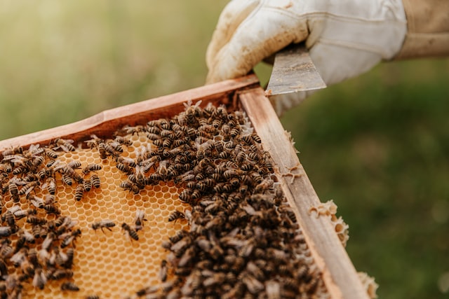 los derivados de las abejas beneficios y diferencias